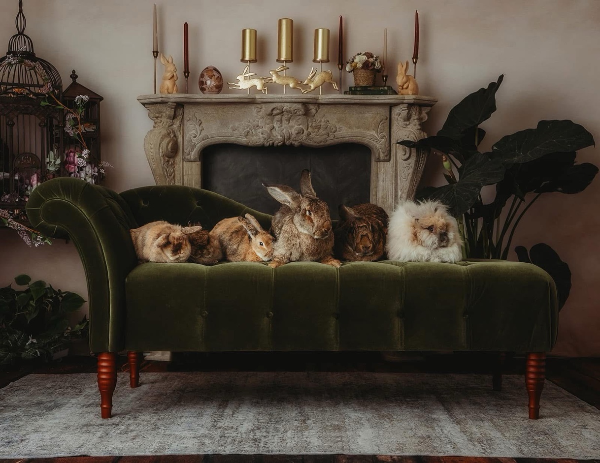 The full Cottontail Wonders colony