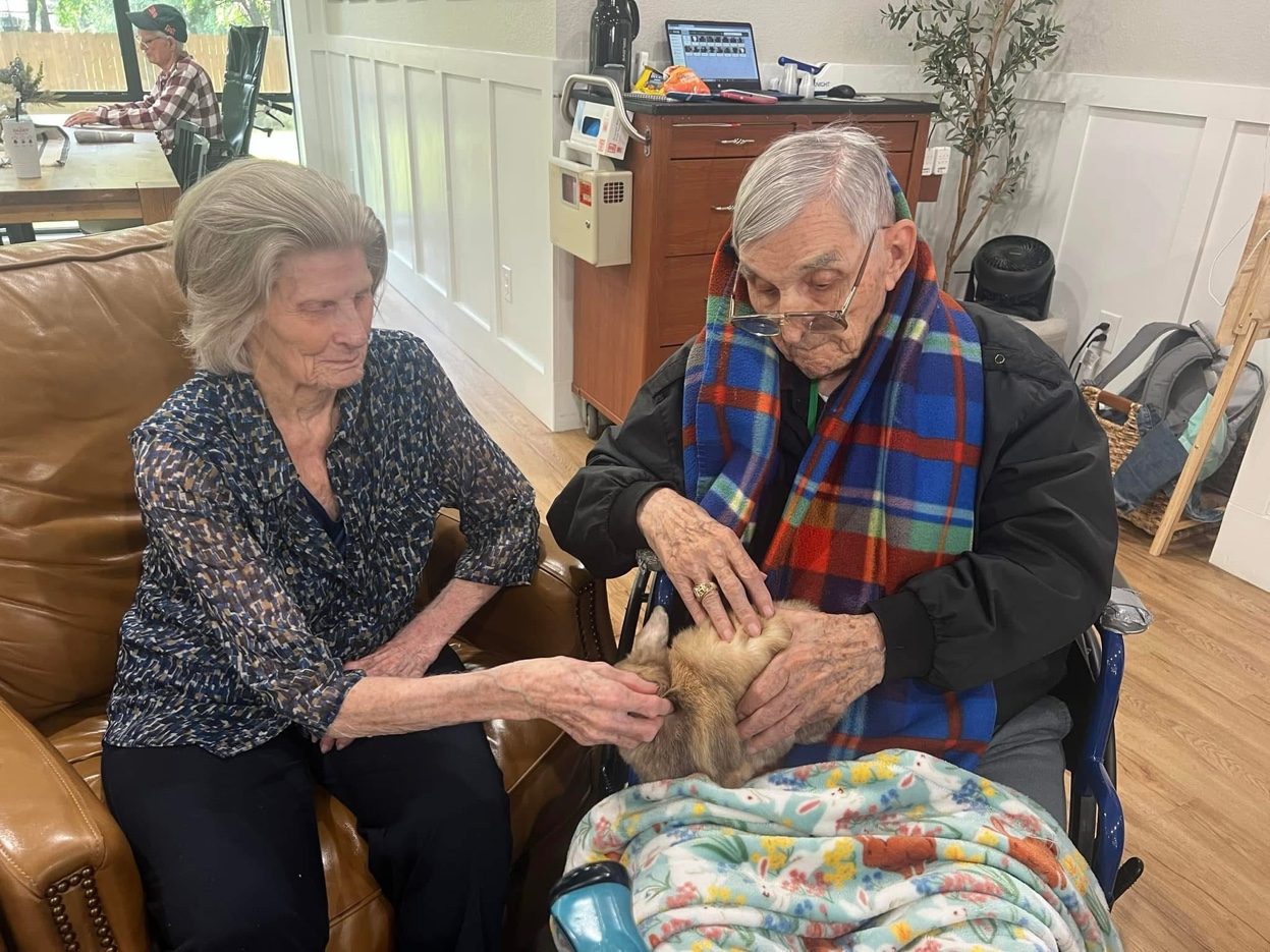 Elderly couple gently petting a therapy bunny together