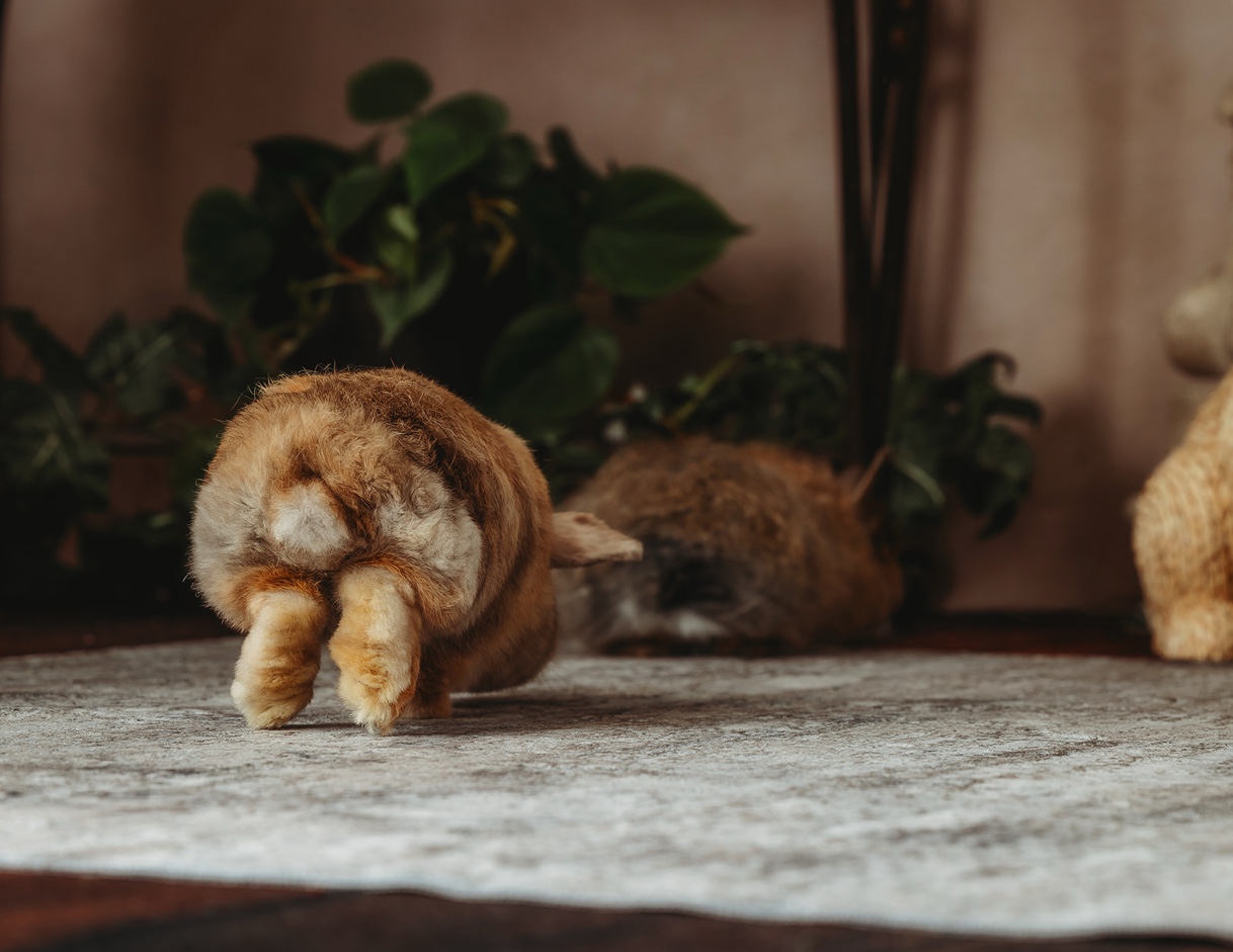 Bunny walking away