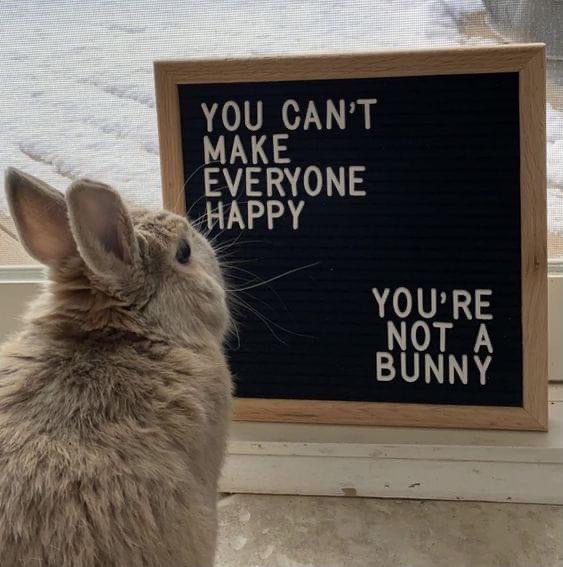 You can't make everyone happy — you're not a bunny