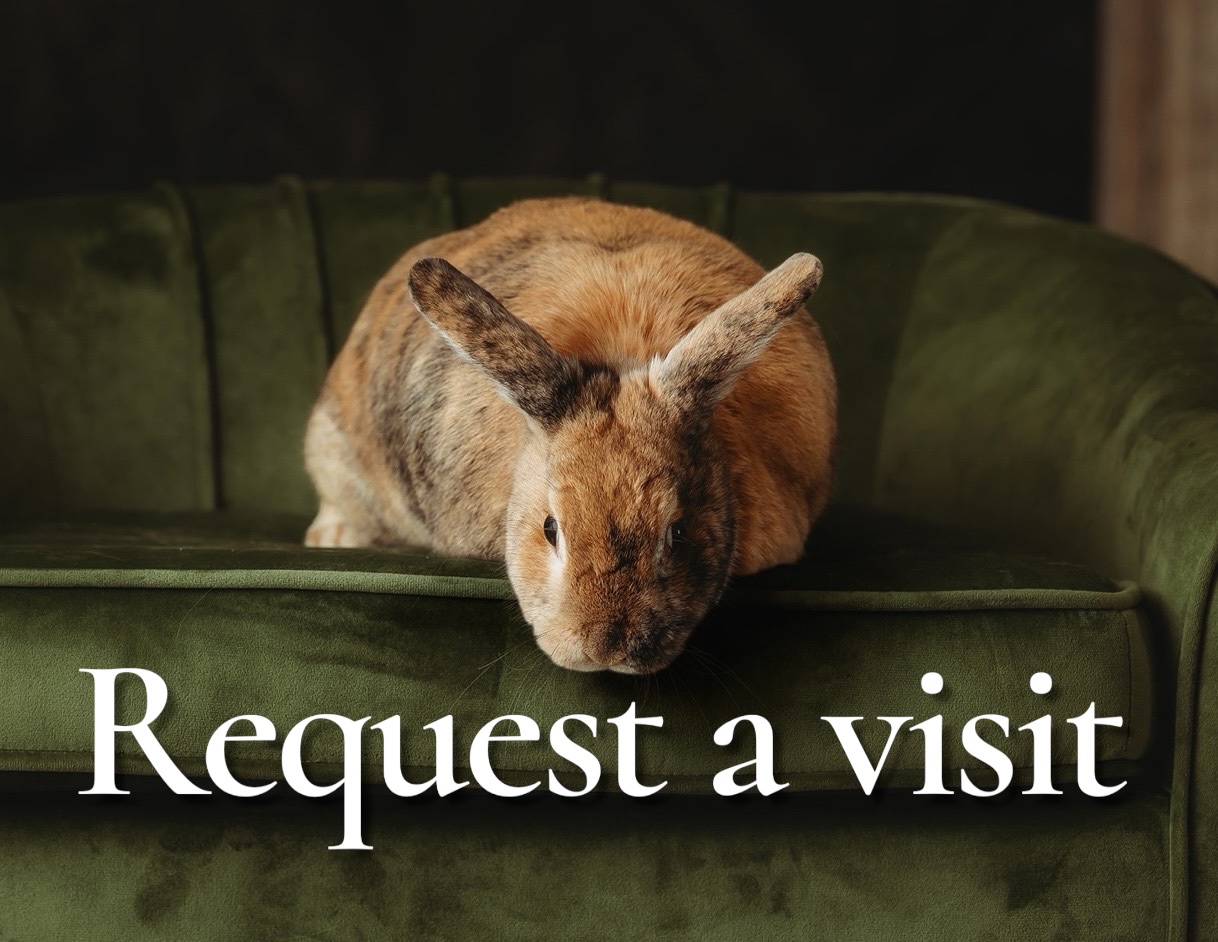 Request a visit — bunny on green velvet sofa